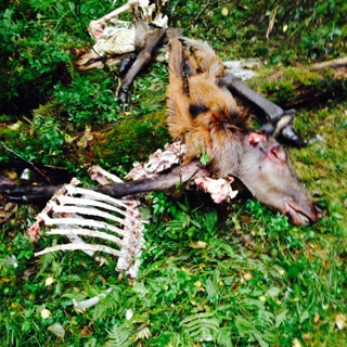 Bilde: Kolla har ligget en god stund slik at å finne dødsårsak blir vanskelig (foto:Halstein Nordbø)